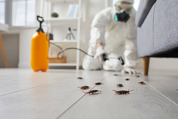 Trusted Cockroach Control service in Felton, CA - Nex Pest Control